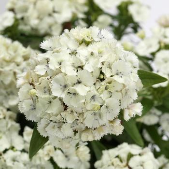 Dianthus barbatus (Sweet William) - Dart™ White Dianthus barbatus (Sweet William) - Dart™ White
