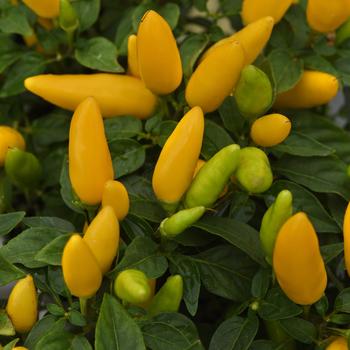 Capsicum annuum (Ornamental Pepper) - Acapulco XP&trade; Yellow