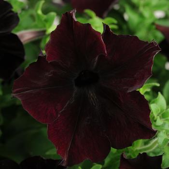 Petunia - Sophistica® 'Blackberry' Petunia - Sophistica® 'Blackberry'