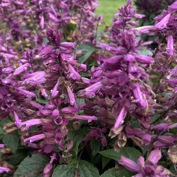 Salvia splendens - Vista&trade; Lavender