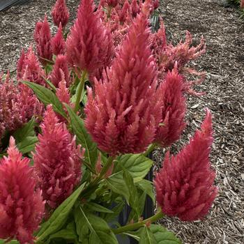 Celosia argentea - 'Castle Pink' Cockscomb Celosia argentea - 'Castle Pink' Cockscomb