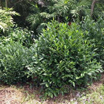 Camellia sinensis - Brew-Tea-Ful™ Tea Camellia sinensis - Brew-Tea-Ful™ Tea