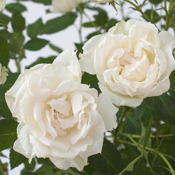 Rosa - 'Icecap™' Rose