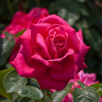 Rosa - 'Miss All-American Beauty' Rose