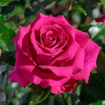 Rosa - 'Stiletto&trade;' Rose