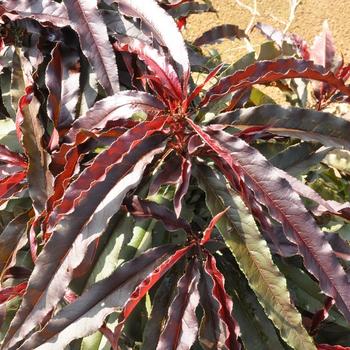 Prunus persica - Ruby Ruffle® Patio Peach