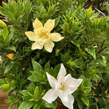 Gardenia jasminoides - Big Beauty&trade;