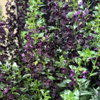 Angelonia angustifolia - AngelFlare™ Black Angelonia angustifolia - AngelFlare™ Black