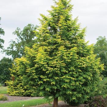 Metasequoia glyptostroboides - 'Amber Glow™' Dawn Redwood
