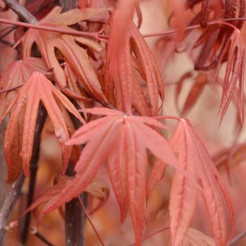 Acer palmatum - 'Emperor 1®' Japanese Maple Acer palmatum - 'Emperor 1®' Japanese Maple