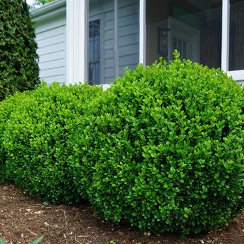 Buxus - 'NewGen Freedom®' Boxwood Buxus - 'NewGen Freedom®' Boxwood