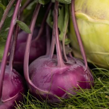 Brassica oleracea - 'Konstance' Kohlrabi