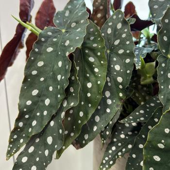 Begonia maculata - 