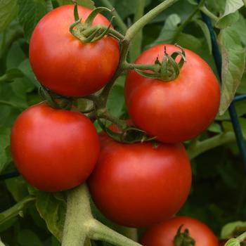 Lycopersicon esculentum - 'Early Girl' Tomato Lycopersicon esculentum - 'Early Girl' Tomato