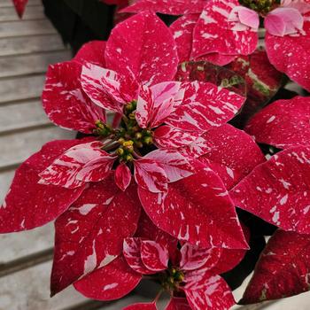 Euphorbia pulcherrima (Poinsettia) - Princettia® Sparkling Rouge