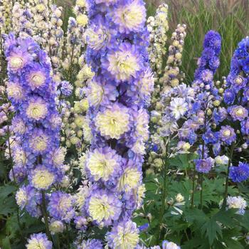 Delphinium elatum - 'Highlander Bolero' Candle Larkspur