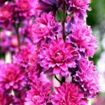 Delphinium elatum - 'Highlander Flamenco' Candle Larkspur