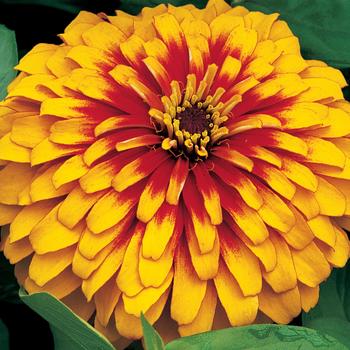 Zinnia elegans - Swizzle&trade; Scarlet and Yellow
