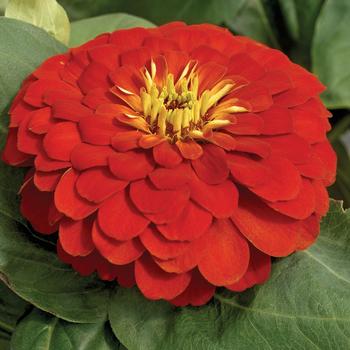 Zinnia elegans - Magellan™ Scarlet Zinnia elegans - Magellan™ Scarlet