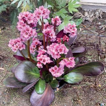 Bergenia - Vintage&trade; Blush