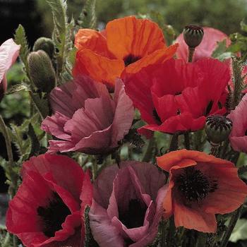 Papaver orientale - 'Fruit Punch' Oriental Poppy