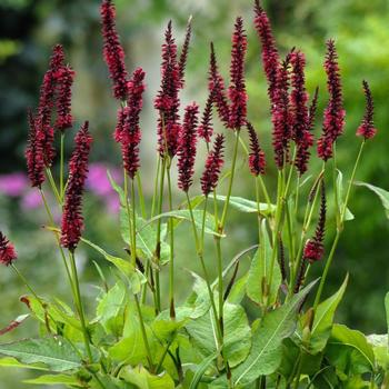 Persicaria amplexicaulis - 'Blackfield' Mountain Fleece