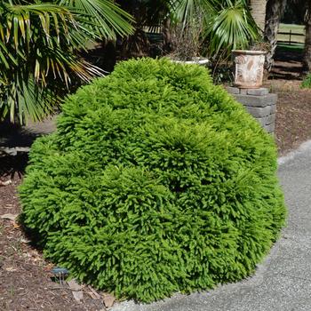 Cryptomeria japonica - 'Globosa Nana' Dwarf Globe Japanese Cedar