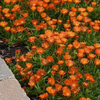 Delosperma (Ice Plant) - Ocean Sunset&trade; 'Orange Vibe'