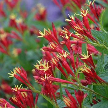 Spigelia marilandica - 'Little Redhead' Indian Pink