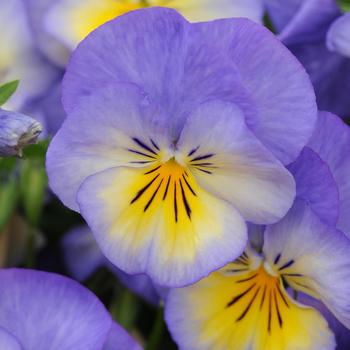 Viola cornuta - 'Halo Sky Blue'