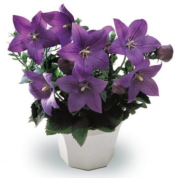 Platycodon grandiflorus - 'Astra Blue' Balloon Flower