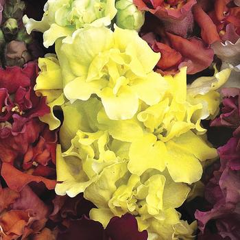 Antirrhinum majus (Snapdragon) - 'Madame Butterfly Yellow' Antirrhinum majus (Snapdragon) - 'Madame Butterfly Yellow'
