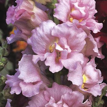 Antirrhinum majus (Snapdragon) - 'Madame Butterfly Pink' Antirrhinum majus (Snapdragon) - 'Madame Butterfly Pink'