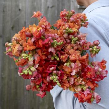 Antirrhinum majus (Snapdragon) - 'Madame Butterfly Bronze' Antirrhinum majus (Snapdragon) - 'Madame Butterfly Bronze'