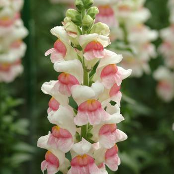 Antirrhinum majus (Snapdragon) - Potomac™ Appleblossom Antirrhinum majus (Snapdragon) - Potomac™ Appleblossom