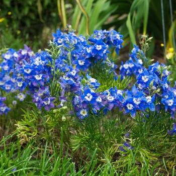 Delphinium grandiflorum - 'Summer Clouds'
