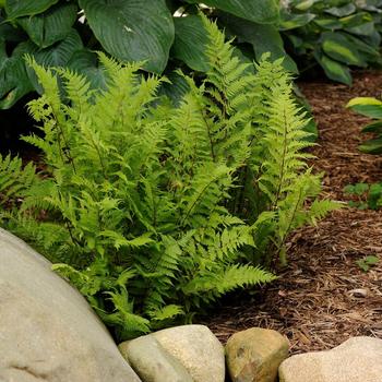Athyrium filix-femina - 'Lady in Red' Red Lady Fern