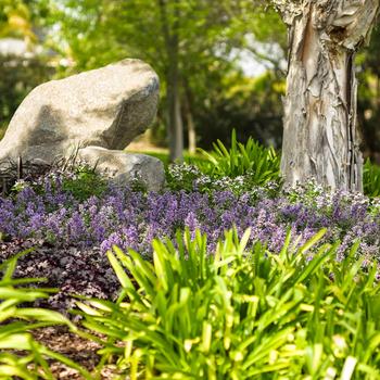 Nepeta x faassenii - 'Cat's Meow' Catmint
