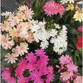 Lewisia cotyledon - 'Elise Mix'
