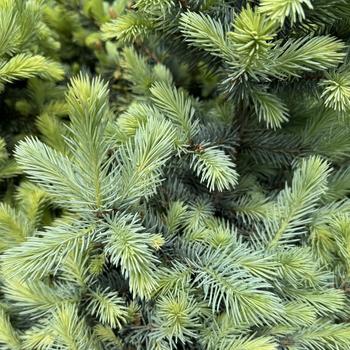 Picea pungens - Baby Blue&reg; Colorado Blue Spruce