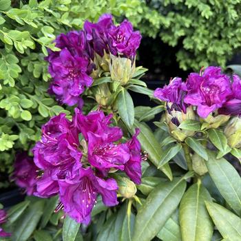 Rhododendron - 'Polar Night ('Polarnacht')'