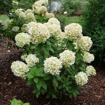 Hydrangea paniculata - Powerball&reg;