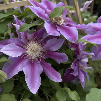 Clematis - 'Doctor Ruppel'