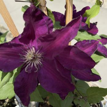 Clematis - 'Westerplatte'
