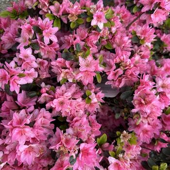 Rhododendron Kurume hybrid - 'Tradition' Azalea