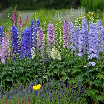 Delphinium - 'New Zealand Mini Stars'