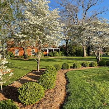 Buxus (Boxwood) - 'NewGen Independence&reg;'