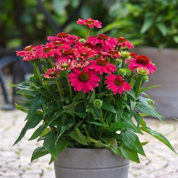Echinacea purpurea (Coneflower) - SunMagic 'Vintage Lipstick'