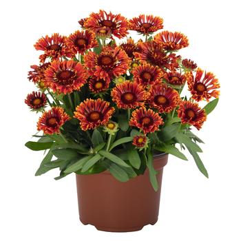 Gaillardia aristata - SpinTop&trade; 'Mariachi Red Sky' Blanket Flower