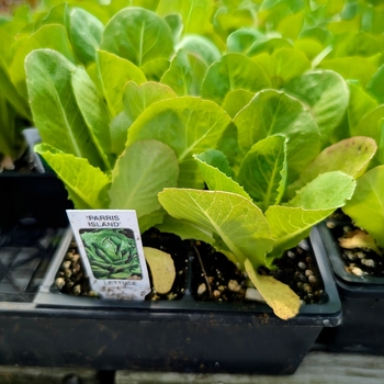 Lettuce - Lettuce Parris Island Romaine 